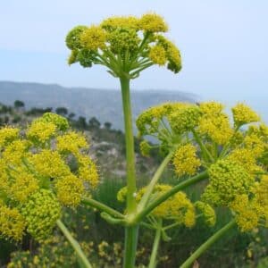 Gelbe Blütendolden des Riesenfenchels (Ferula communis) über der Mittelmeerküste