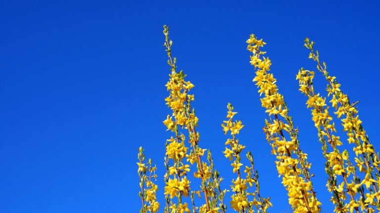 Forsythienstrauch vor dem Himmel