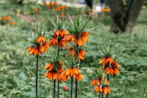 Blühende Kaiserkronen (Fritillaria imperialis) mit orangefarbenen Glocken in einer Parkwiese