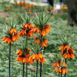 Blühende Kaiserkronen (Fritillaria imperialis) mit orangefarbenen Glocken in einer Parkwiese