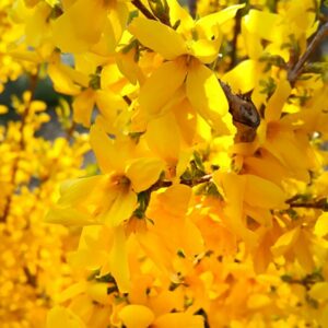 Forsythie, die im Frühling blüht