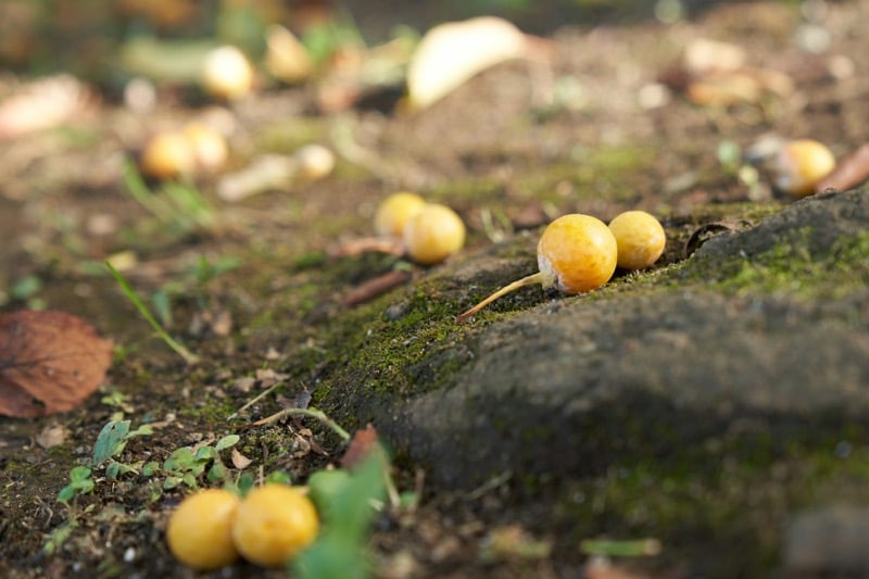 Früchte des Ginkgo biloba, die im Herbst in Japan vom Baum fallen