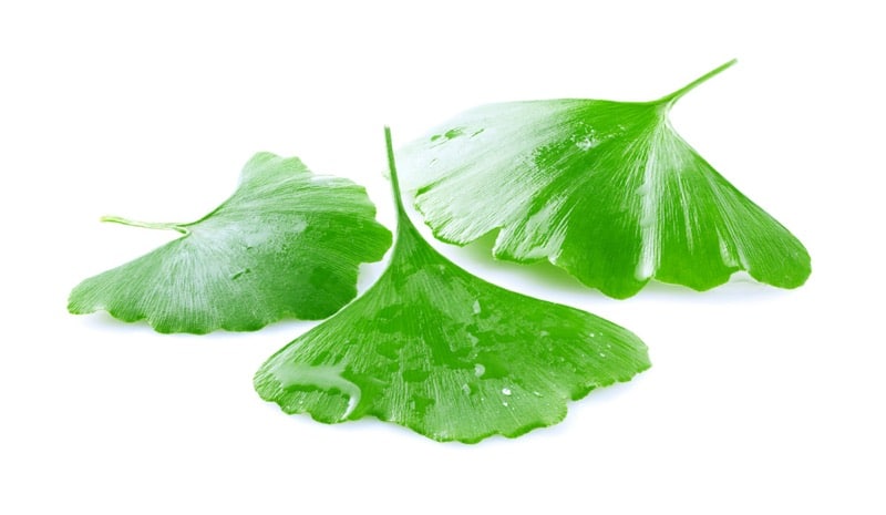 Blätter des Ginkgo biloba aus der Nähe