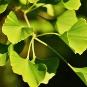 Grüne fächerförmige Blätter des Ginkgobaums am Zweig im Gegenlicht