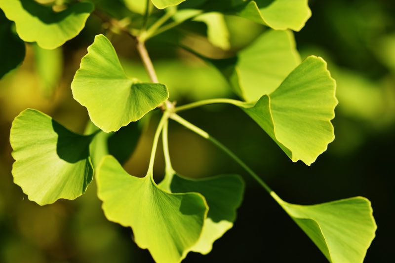 Blätter des Ginkgo biloba