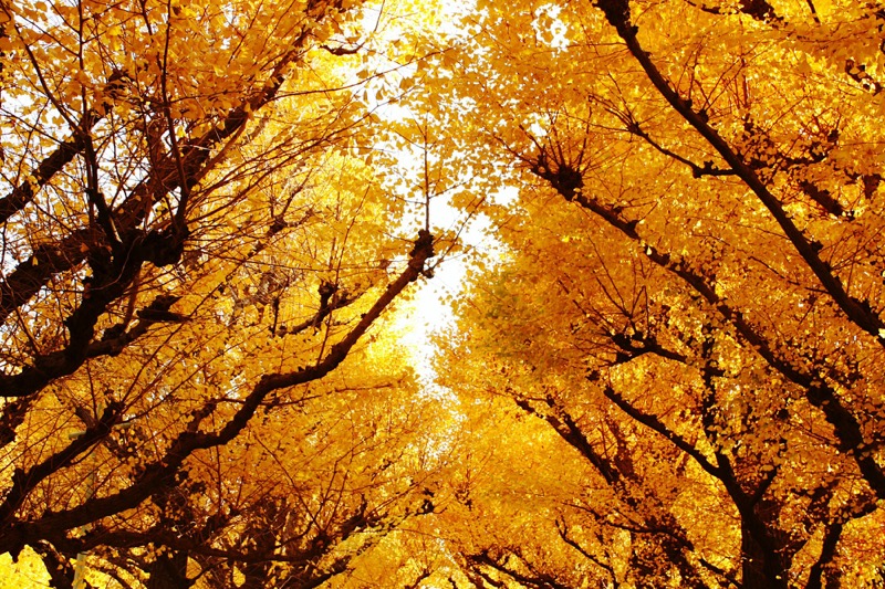 Allee der Ginkgo-Bäume