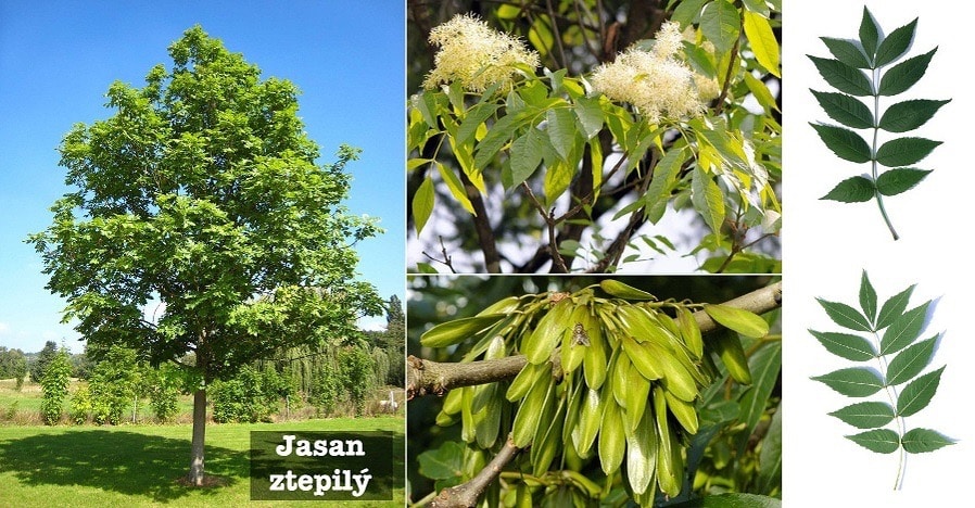 Gemeine Esche (Fraxinus excelsior)