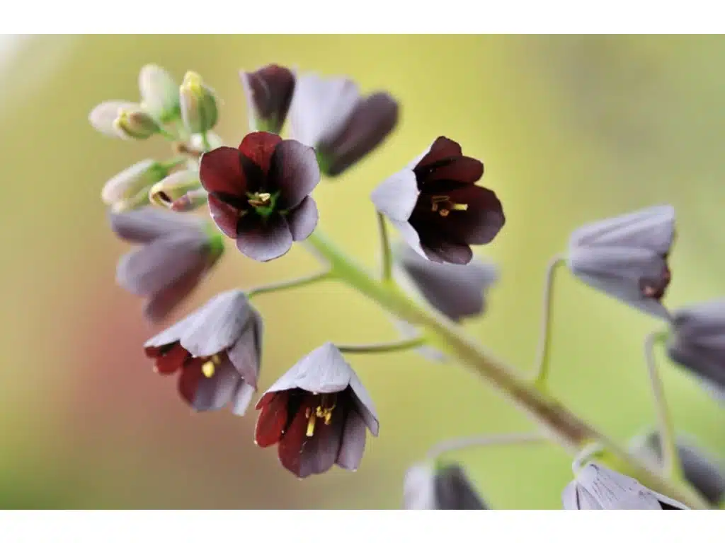 Persische Fritillarie - Blüte