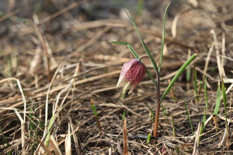 Schachbrettblume