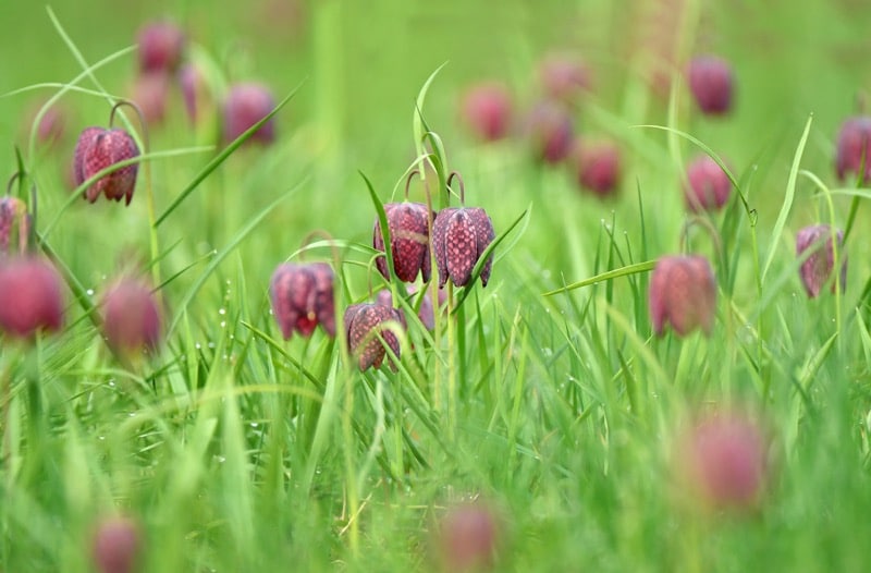 Schachbrettblume auf der Wiese
