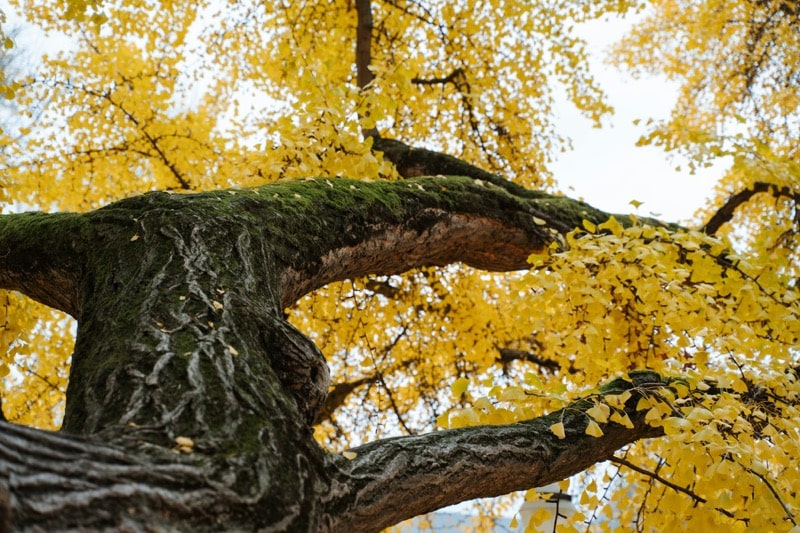 Gelber Baum des Ginkgo biloba