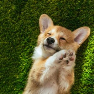 Niedlicher Welsh Corgi Pembroke auf dem grünen Rasen vor dem Haus
