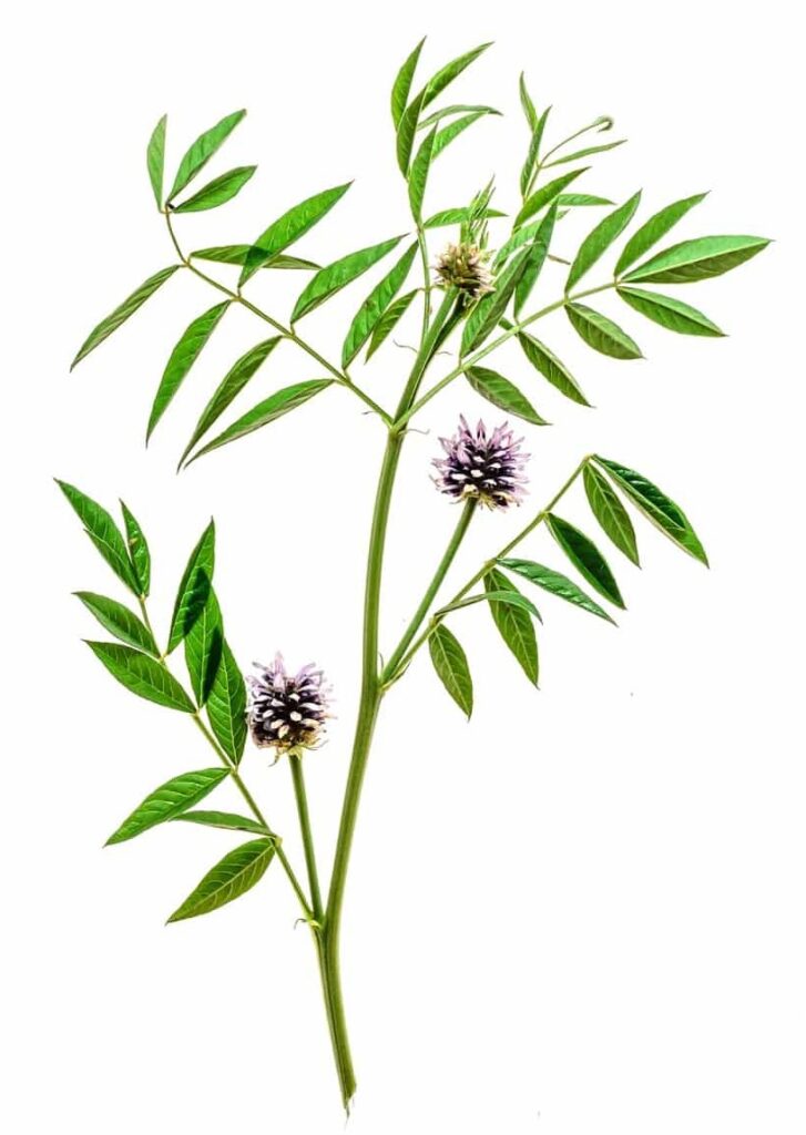 Zweig des Süßholzes mit Blättern und Stielen