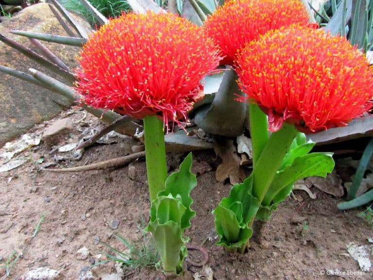 Natal-Blutblume (Scadoxus puniceus)