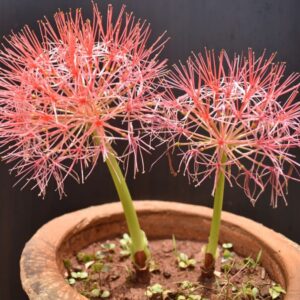 Blutkraut im Blumentopf