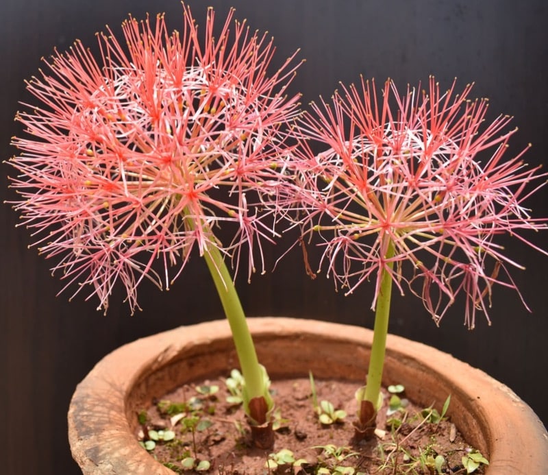Blutkraut im Blumentopf