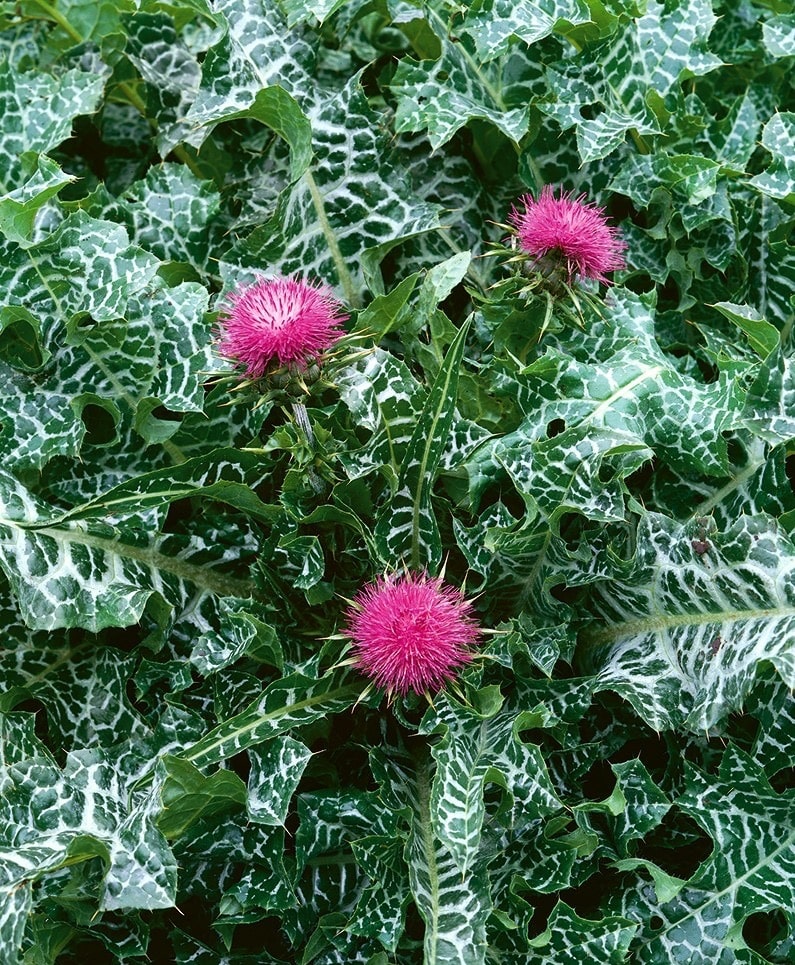 Mariendistel (Silybum marianum)​