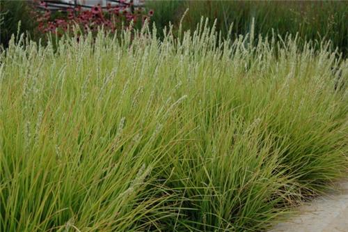 Sesleria autumnalis, Herbst-Blaugras​