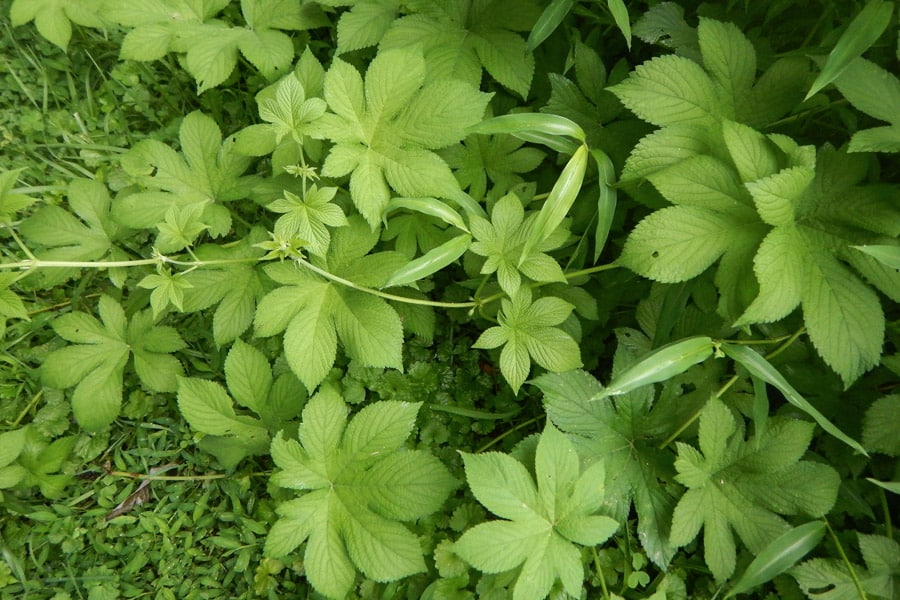 Japanischer Hopfen