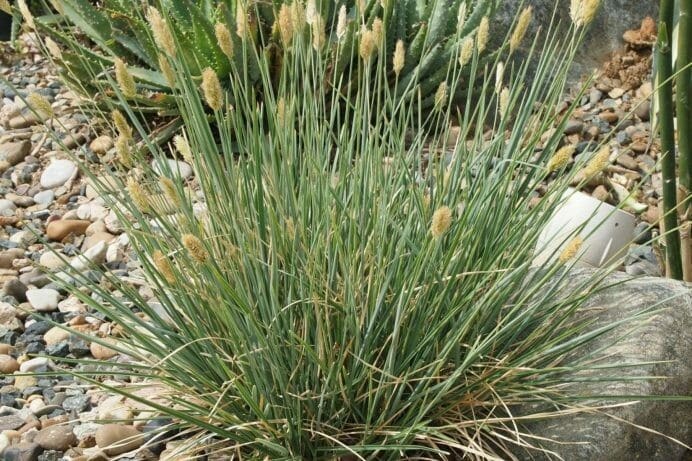Sesleria nitida – Glänzendes Blaugras​