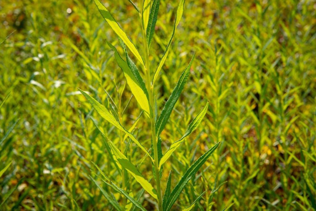 Salix viminalis - Korbweide