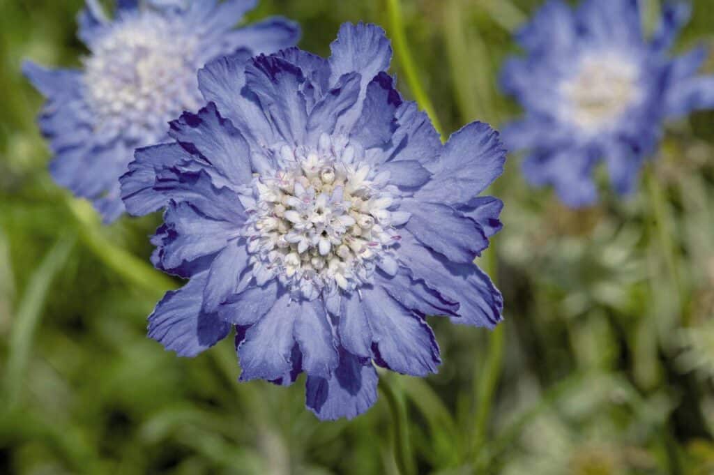 Kaukasische Skabiose 'Fama Deep Blue' - Scabiosa caucasica
