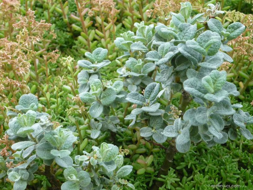 Salix x boydii - Boyds Weide