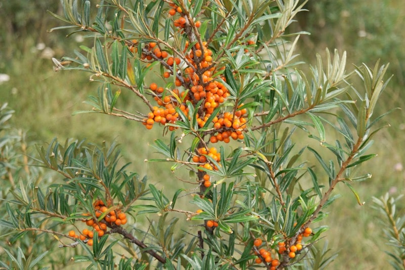Hippophae rhamnoides – Schmalblättriger Sanddorn