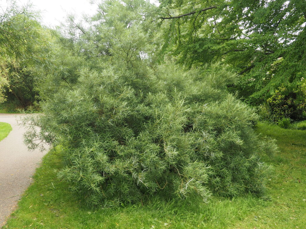 Salix eleagnos (Lavendelweide)​
