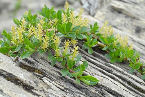 Salix retusa - Stumpfblättrige Weide