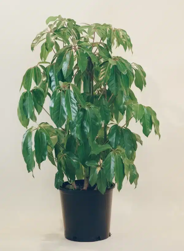 Schefflera actinophylla mit lang gestielten, handförmig geteilten Blättern im schwarzen Kulturtopf