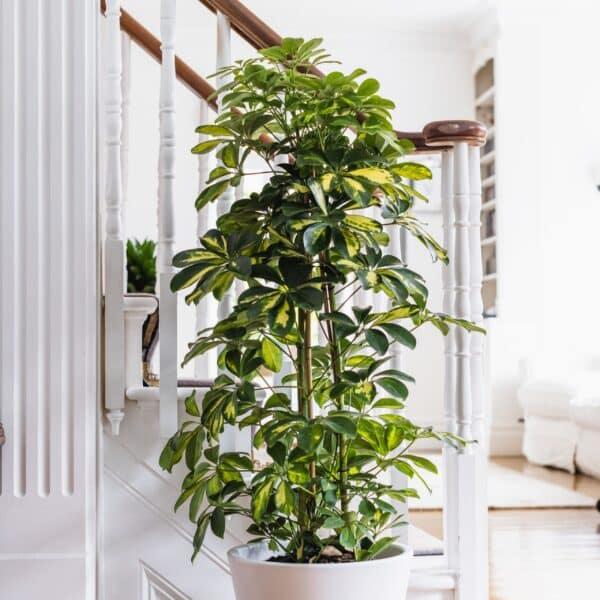 Strahlenaralie (Schefflera arboricola) mit gelbgrün panaschierten Blättern im weißen Topf an einer Treppe