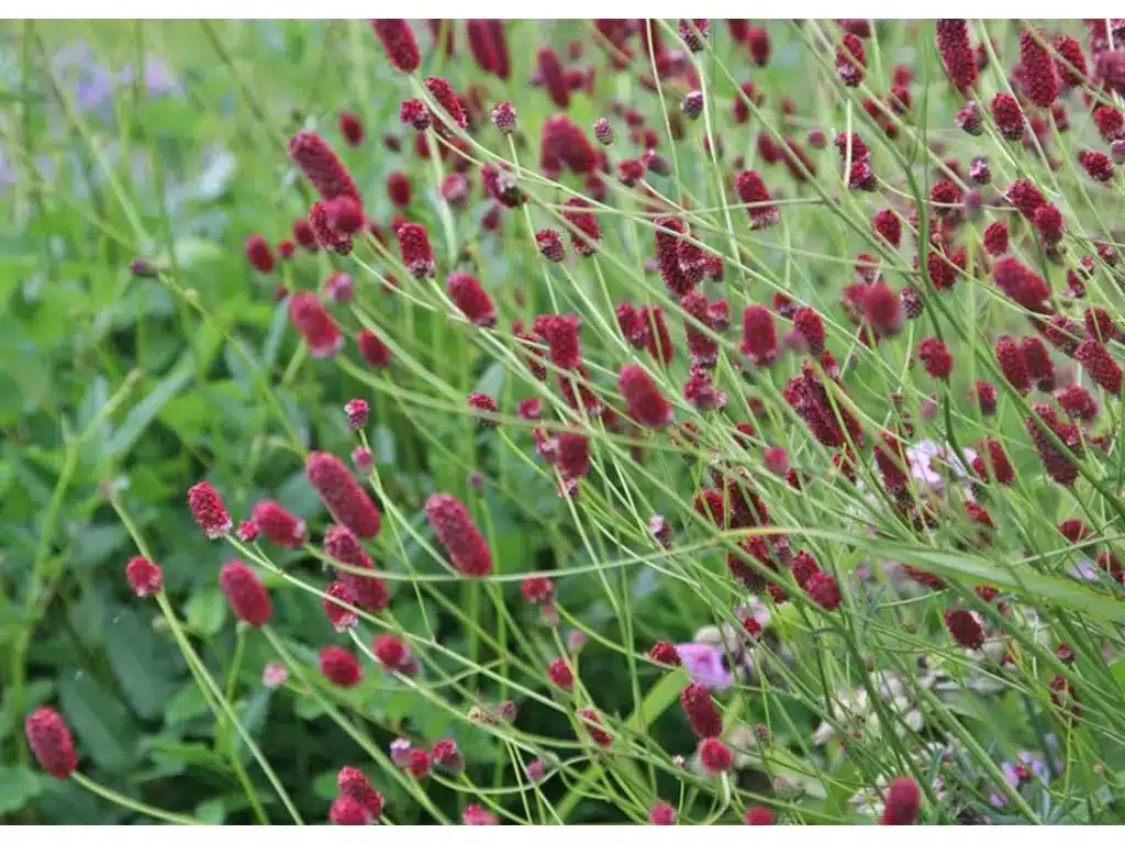 Großer Wiesenknopf - Sanguisorba officinalis​