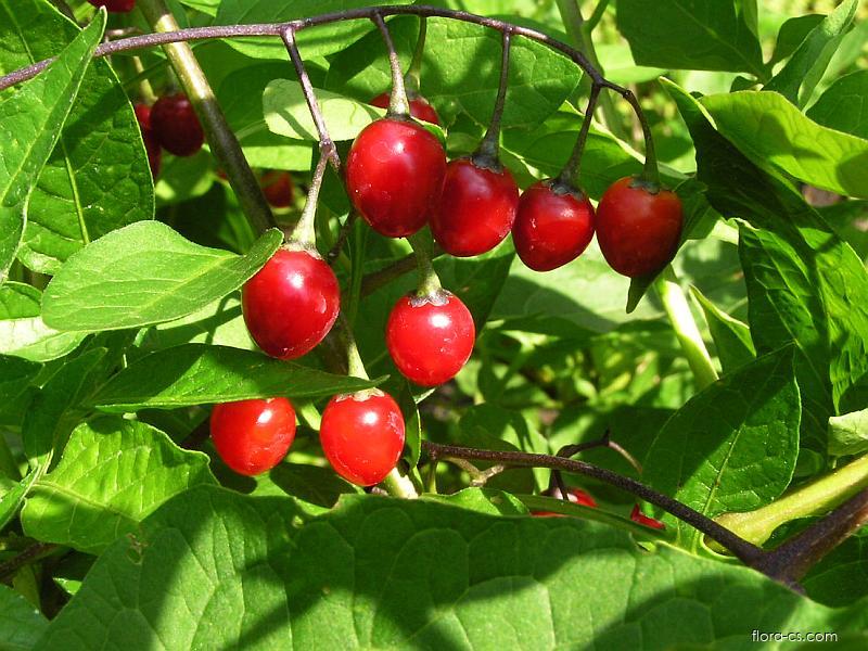 Bittersüßer Nachtschatten (Solanum dulcamara)​
