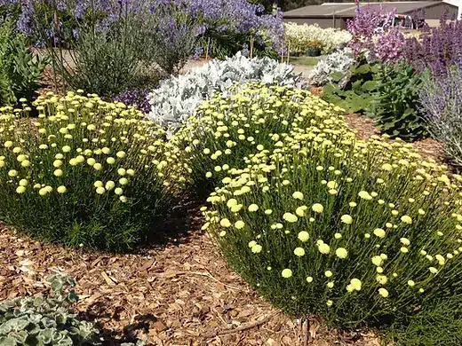 Santolina rosmarinifolia​