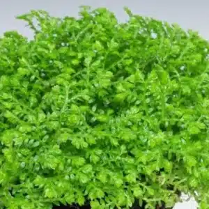 Selaginella apoda, Kriechendes Moosfarn