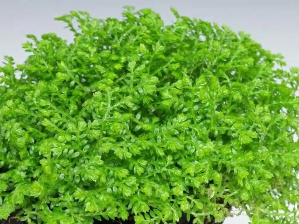 Selaginella apoda, Kriechendes Moosfarn