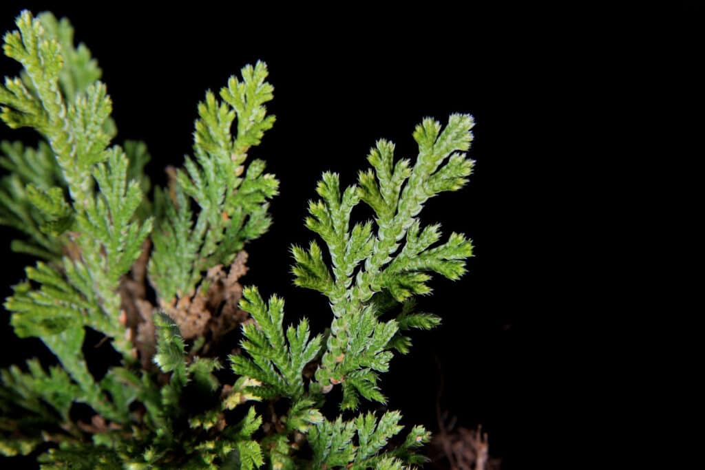 Selaginella pallescens, Bleicher Moosfarn