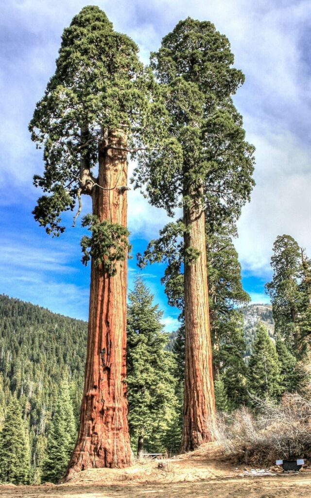 Sequoiadendron giganteum, Riesenmammutbaum