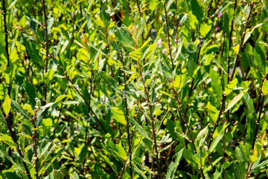 Salix aurita - Ohrweide
