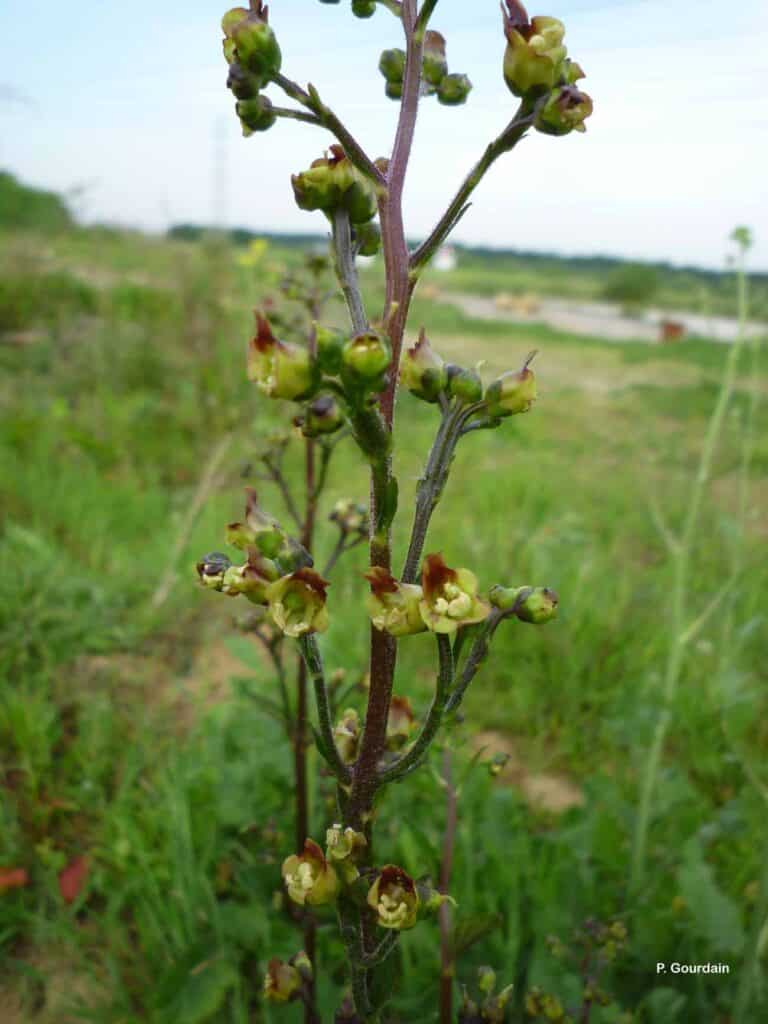 Knotige Braunwurz - Scrophularia nodosa​