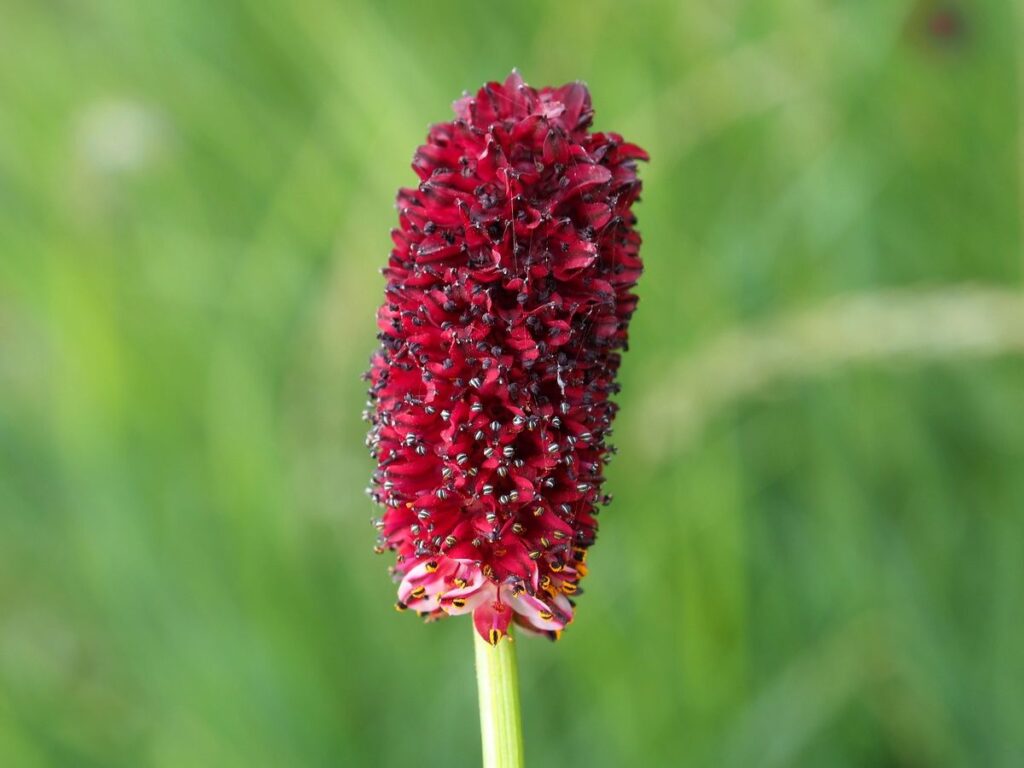 Großer Wiesenknopf - Sanguisorba officinalis​