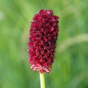 Großer Wiesenknopf - Sanguisorba officinalis​