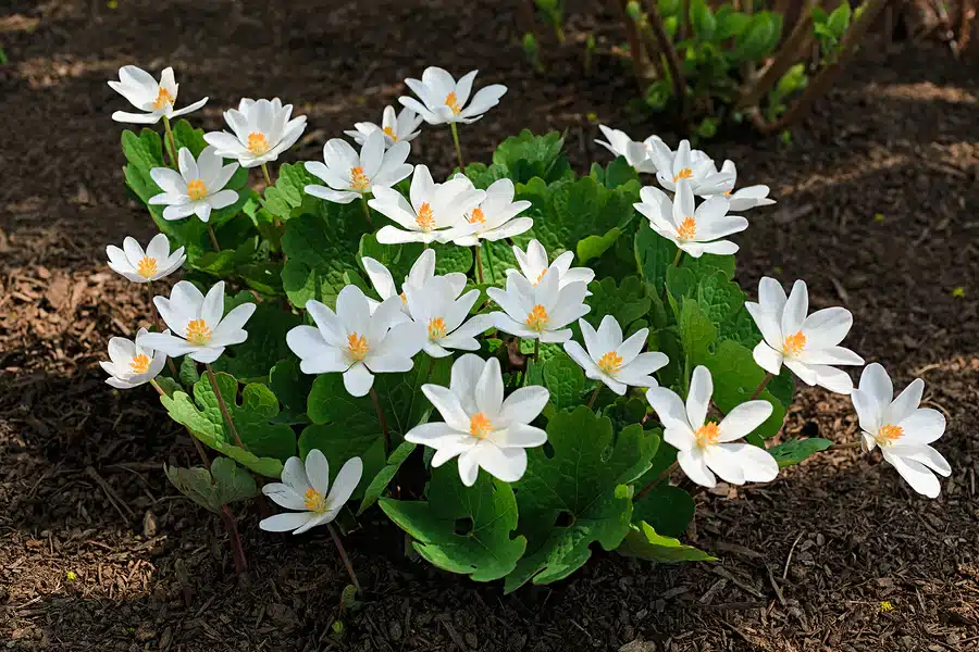 Kanadische Blutweiderich - zarte weiße Blüten