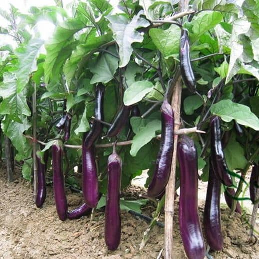 Aubergine (Eierfrucht)​
