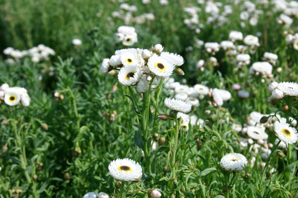 Helipterum roseum  'Alba'