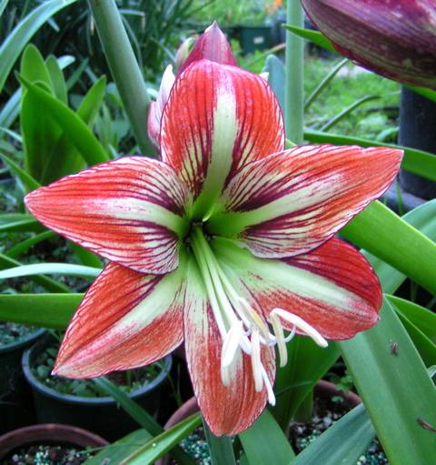 Hippeastrum-hybrid