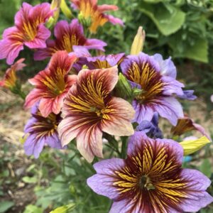 Blüten der Zaunwinde
