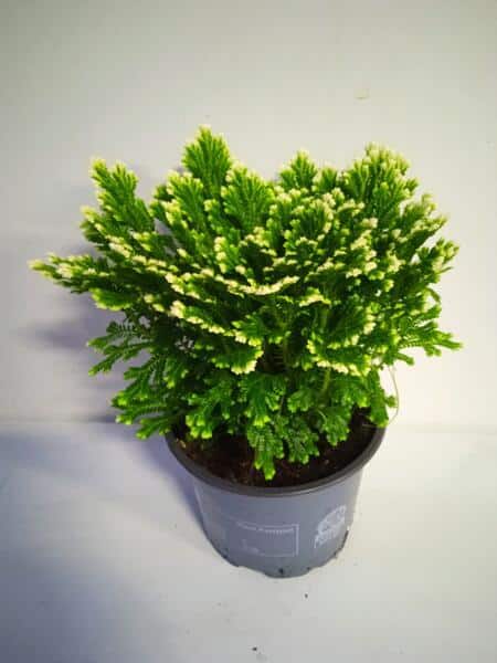 Selaginella martensii, Martens-Moosfarn​