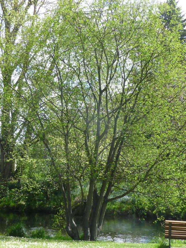 Salix daphnoides - Reifweide